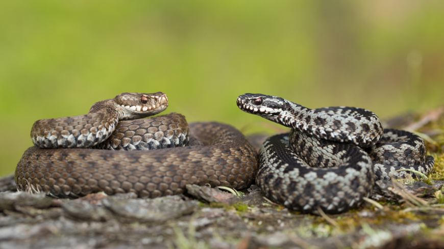 Är du rädd för ormar? Ormfobi är en av de vanligaste fobierna.  Foto: Shutterstock